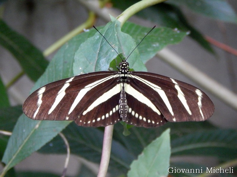 Heliconius charithonia - Oasi di Sant''Alessio (PV)